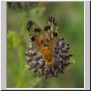 Xyphosia miliaria - Bohrfliege 08.jpg